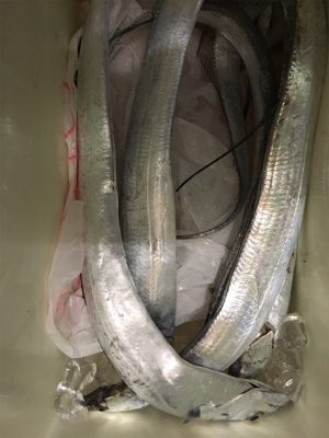 久しぶりのタチウオ