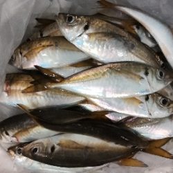 アジンガー1905〜2035