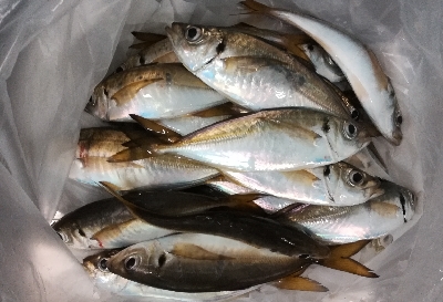 アジンガー1905〜2035