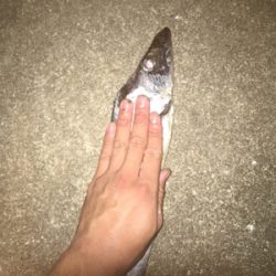 デイガシリング＆タチウオ