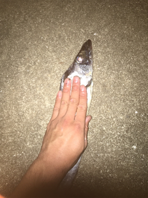 デイガシリング＆タチウオ