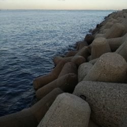 ギリハマチとジクに珍客