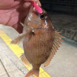 神聖なところで釣り遊び