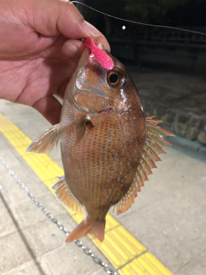 神聖なところで釣り遊び