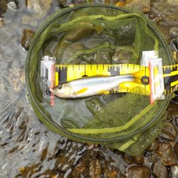 2匹目のドジョウならぬ、3匹目のアマゴ