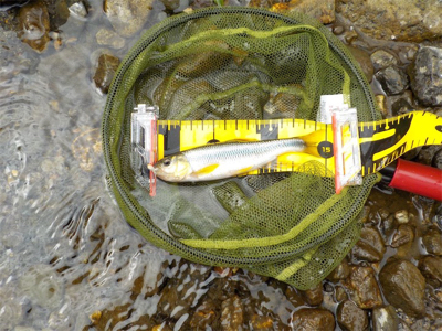 2匹目のドジョウならぬ、3匹目のアマゴ