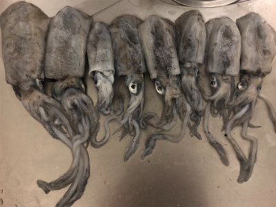 今期初エギング