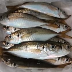 アジンガー1905〜2035