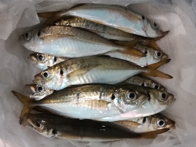 アジンガー1905〜2035