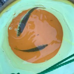 爆風ジグサビキ