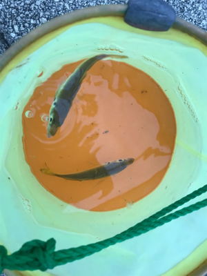 爆風ジグサビキ