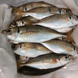 アジンガー1835〜2015