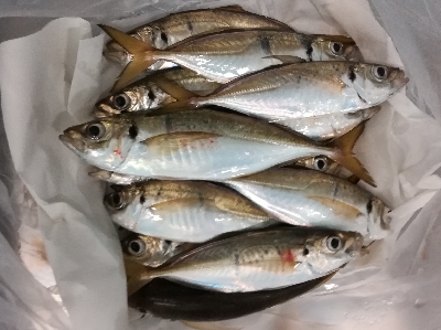 アジンガー1835〜2015