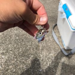 青物を釣りたい…