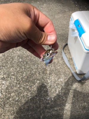 青物を釣りたい…