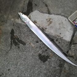 久しぶりにタチウオ