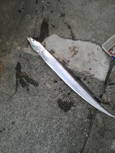 久しぶりにタチウオ