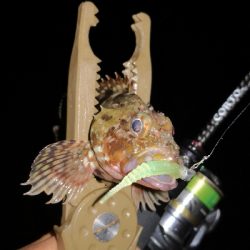 アジング練習20