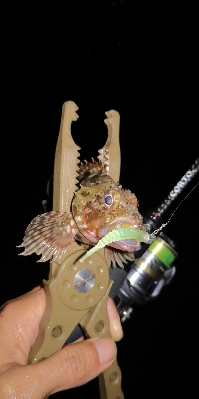 アジング練習20