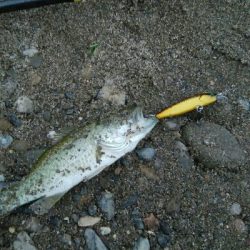 今日も子バス釣り