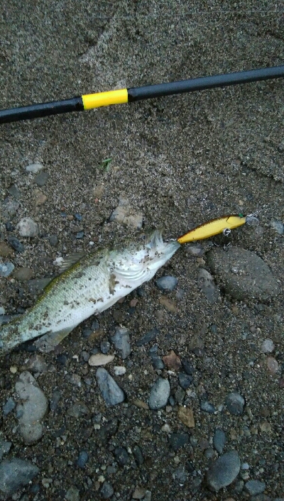 今日も子バス釣り
