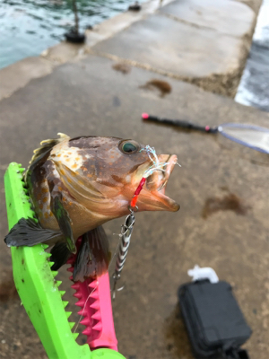 ライトショアジギング