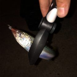 仕事帰りアジング♫