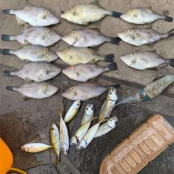 アジ、ハギ大量!イカ丸見え!