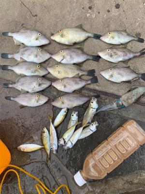 アジ、ハギ大量！イカ丸見え！