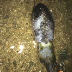 生口島エギング