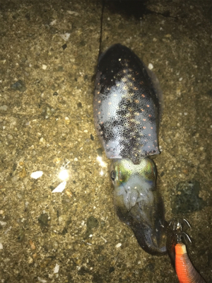 生口島エギング