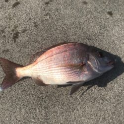 生イキくん最強!