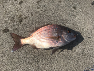 生イキくん最強!