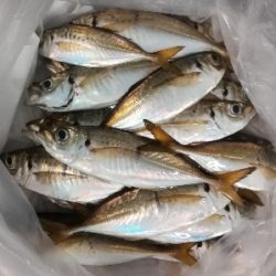 アジンガー1800〜2035