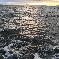 ワインドで鱧ゲット