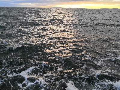 ワインドで鱧ゲット