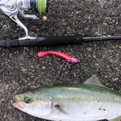 神戸湾奥　ハマチツバスハマチ