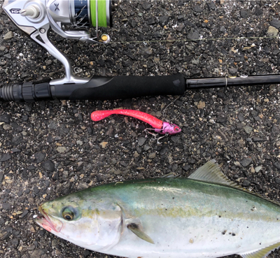 神戸湾奥　ハマチツバスハマチ