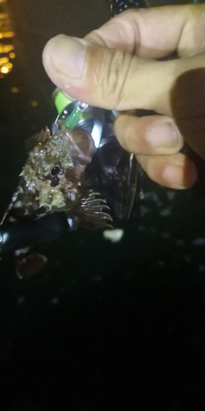 アジング練習23