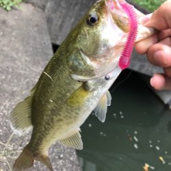 スピナーベイトで秋の爆釣祭り!