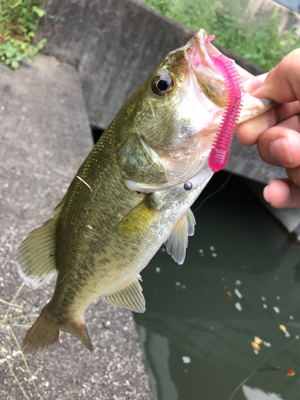 スピナーベイトで秋の爆釣祭り!