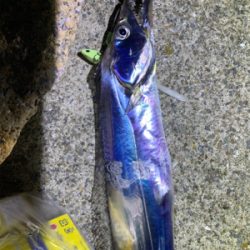 今季初タチウオ