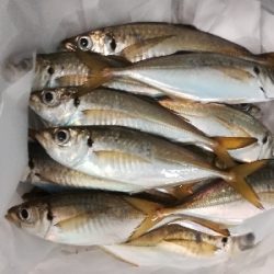 アジンガー1840〜1935 2105〜2150