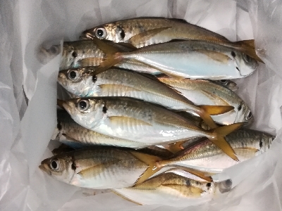 アジンガー1840〜1935 2105〜2150