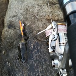 第二回アオリイカ調査