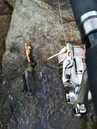 第二回アオリイカ調査