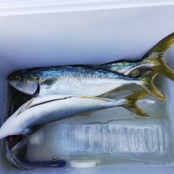 青物釣れてます