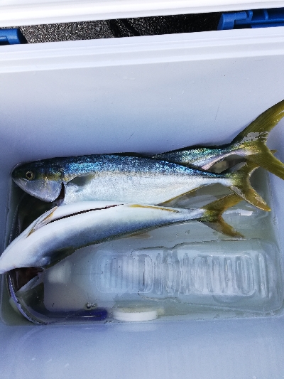 青物釣れてます