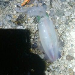 アオリイカ7杯！