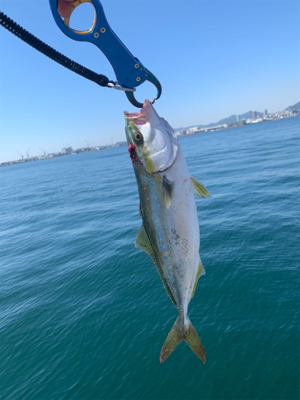 渋太刀としらすナブラと。